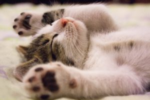 sleep dentistry claremont dental Perth dentist cosmetic dentistry Claremont
